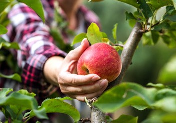 Woman grabbing an apple