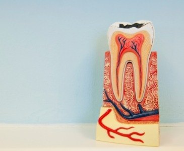 Model of tooth showing the layers inside of it