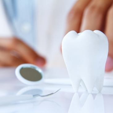 Fake tooth on table next to dental tools